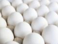 В Нидерландах и Бельгии проведены рейды по делу об отравленных яйцах