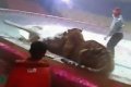 На арене китайского цирка тигр и лев набросились на лошадь, фото и видео