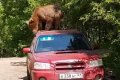 В Сети появилось видео попыток медведя взломать запертую машину