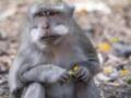 В Украине не зафиксировано случаев обезьяньей оспы