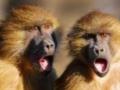 ВОЗ назвала число заразившихся оспой обезьян в мире