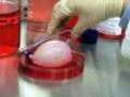 Ізраїльська компанія планує вирощувати клони зі стовбурових клітин людей для пересадки органів