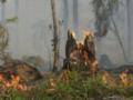 В Сумской области после обстрела вспыхнул лесной пожар