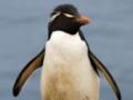 Прямохохлые пингвины избавляются от первенцев: ученые назвали причину