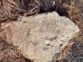 В Таджикистане обнаружили послание, написанное на древнегреческом