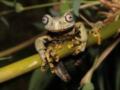 Ученые нашли в горах Эквадора «потустороннюю» лягушку из «Властелина колец»