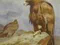 Ученые обнаружили останки древних гигантских орлов, как во «Властелине колец»
