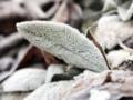Синоптики предупредили о заморозках до -3° и грозах в Украине в конце апреля