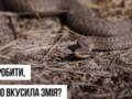 В Украине начался сезон активности змей - в Минздраве предупредили об опасности