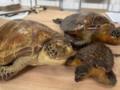 Киевские таможенники нашли в международных посылках чучела редких морских черепах