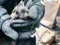 Днепропетровские пожарные спасли щенка из огня