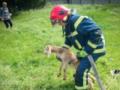В Киевской области чрезвычайники спасли козленка, упавшего в заброшенный колодец