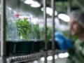 В Украину впервые разрешили импорт медицинского каннабиса