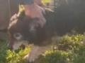 Волонтеры помогли вернуть домой пса, который сбежал во время эвакуации из Донецкой области