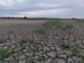 На месте затопления Каховской ГЭС появилось много краснокнижных животных и птиц