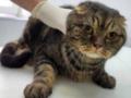 В Киеве спасли кота, который провел 10 часов под завалами дома