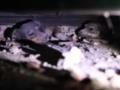 После обстрелов на Полтавщине спасли двух собак, оказавшихся под завалами