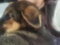 В Дружковке из-под завалов спасли щенка со сломанной лапой