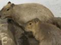 В Николаевском зоопарке поселились капибары - это самые большие грызуны в мире