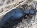 В Украине заметили ядовитого жука: какую угрозу он несет человеку