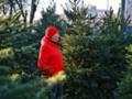 В Украине утроили штраф за вырубку хвойных