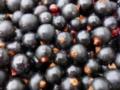 Эксперты назвали черную смородину главным вкусом 2026 года