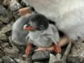 Полярники показали пингвинят, которые подростают возле  Вернадского  - их более 1200