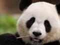 Китай возвращает из Японии последних панд из-за ухудшения дипломатических отношений
