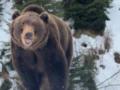В Национальном парке  Синевир  уже просыпаются бурые медведи