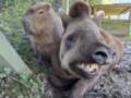 В Ньюквейском зоопарке тапира и капибара усыпили в один день, чтобы друзья не чувствовали себя одинокими