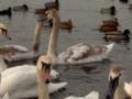 В Киеве стая лебедей заполонила набережную Оболони