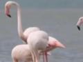 Розовые фламинго вновь вернулись на  Тузловские лиманы  в Одесской области