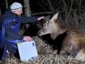 У звездного оленя Бориса, которого сбило авто, диагностировали перелом, его жизнь под угрозой
