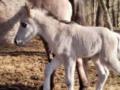 100 лет назад этих коней уничтожили: во Львовской области возрождают популяцию уникальных тарпанов