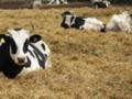 Россия скрывает вспышки опасных заболеваний животных - разведка