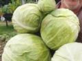 Ценовой бум: стоимость капусты в Украине за неделю выросла на четверть