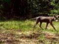В Институте зоологии прокомментировали видео с  чупакаброй  на Ивано-Франковщине
