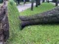 Штормовое предупреждение: почему деревья в городах Украины падают все чаще