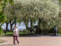 В Чернигове вновь зацвела 10-метровая вишня-антипка, которой около 120 лет