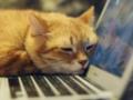 Cats Lock для Mac – появилось приложение, которое защищает клавиатуру от котов