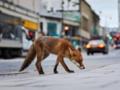 Ученый объяснил, почему лисы подходят к людям и берут еду из рук