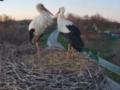 В семье аистов Грицика и Одарки вылупился четвертый птенец - малышей назвали в честь богини победы