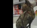 В Киеве на Лукьяновке нашли раненую кошку, которая три дня провела под завалами