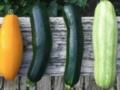 Низкокалорийный продукт: польза и вред кабачков, кому следует избегать