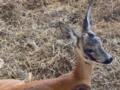 В Киеве косуля, которая пряталась под авто во время обстрела, получила тяжелые травмы