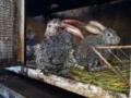 Удар РФ по харьковскому зоопарку – травмированные и погибшие кролики на корм не пойдут, потому что у них много осколков