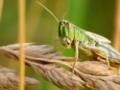 На Херсонщине ввели особый режим из-за нашествия саранчи