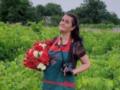 «Оля, они снова расцвели»: история  цветочной феи , подарившей Украине тысячи роз