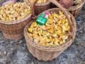 Грибная карта Украины: где, когда и что искать с июля по ноябрь
