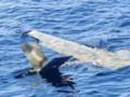 ВМС Болгарии уничтожили дрон, который дрейфовал в Черном море